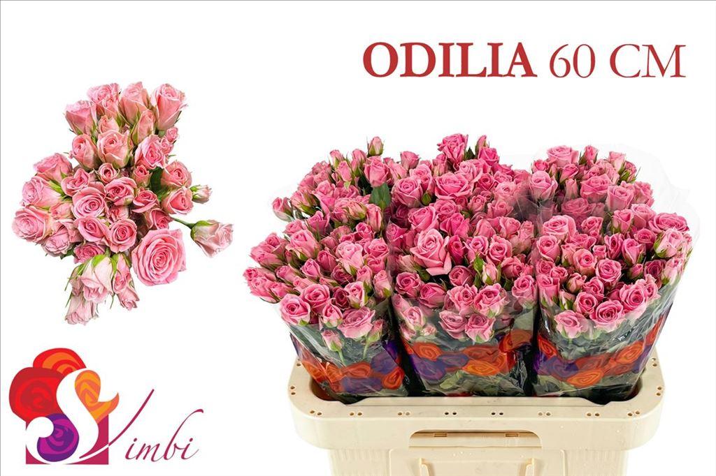Срезанные цветы оптом Rosa spray odilia от 300шт из Голландии с доставкой по России