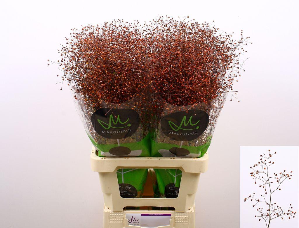 Срезанные цветы оптом Talinum paniculatum long john от 100шт из Голландии с доставкой по России
