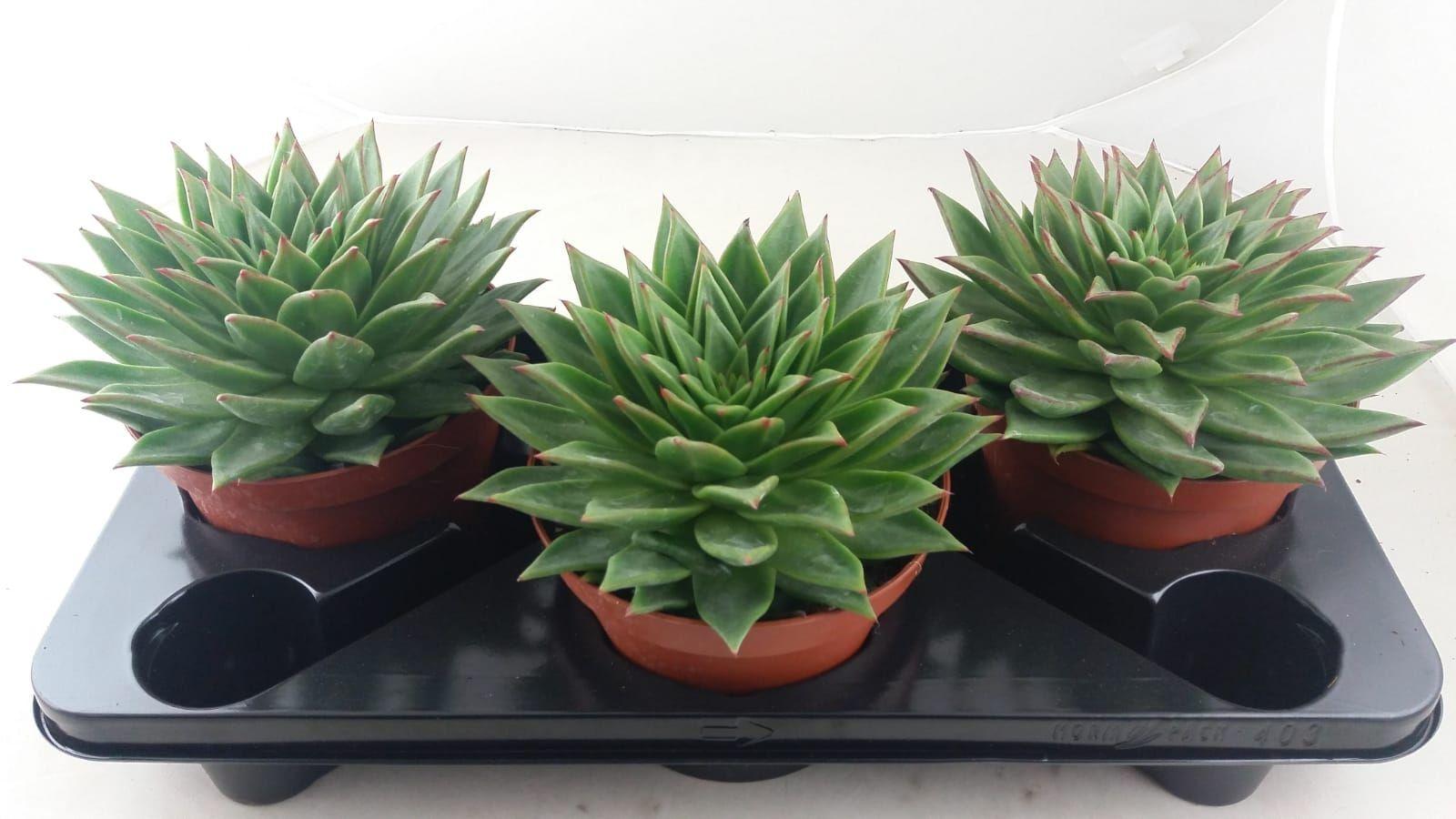 Горшечные цветы и растения оптом Echeveria Lip Stick от 3шт из Голландии с доставкой по России