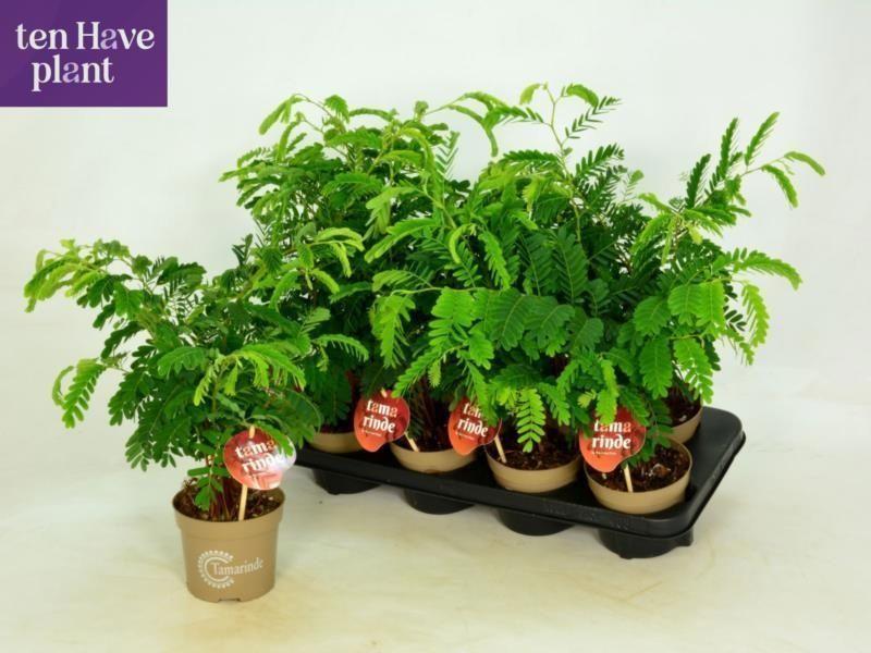Горшечные цветы и растения оптом Tamarindus Indica от 8шт из Голландии с доставкой по России