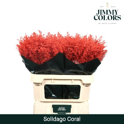 Срезанные цветы оптом Solidago paint coral от 25шт из Голландии с доставкой по России