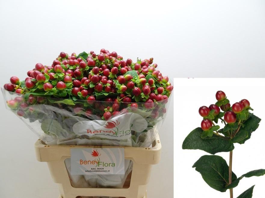 Срезанные цветы оптом Hypericum mag seasons от 50шт из Голландии с доставкой по России