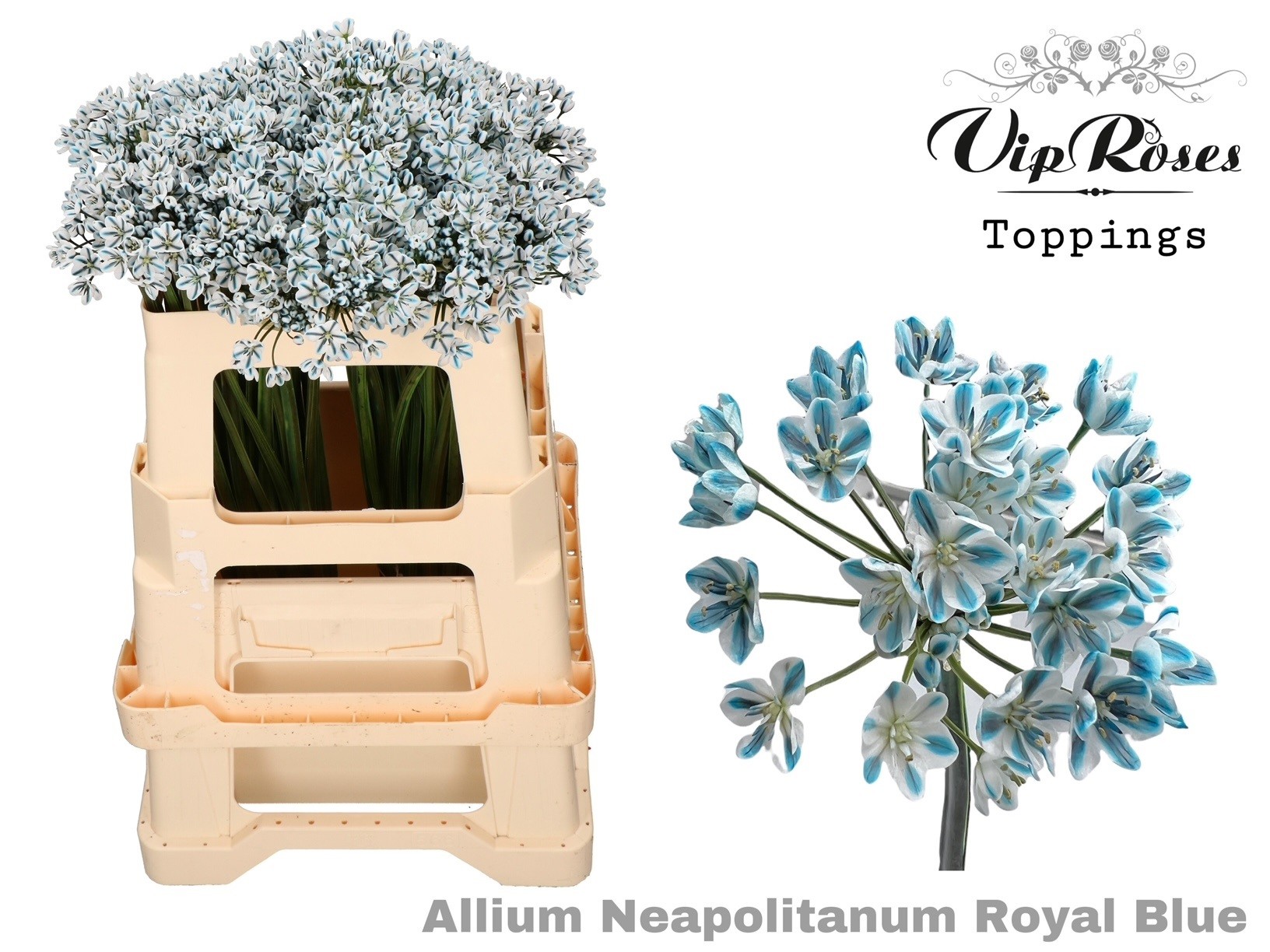 Срезанные цветы оптом Allium paint neopolitanum blue от 60шт из Голландии с доставкой по России