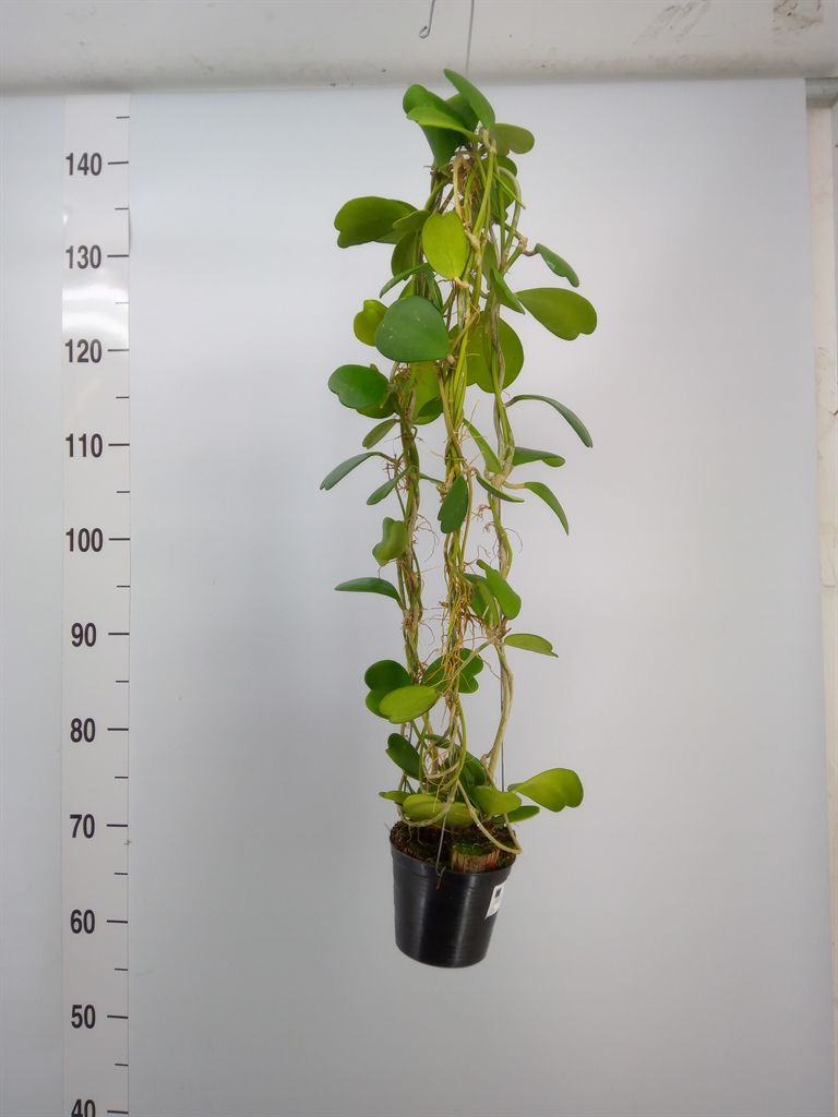 Горшечные цветы и растения оптом Hoya Kerrii от 1шт из Голландии с доставкой по России