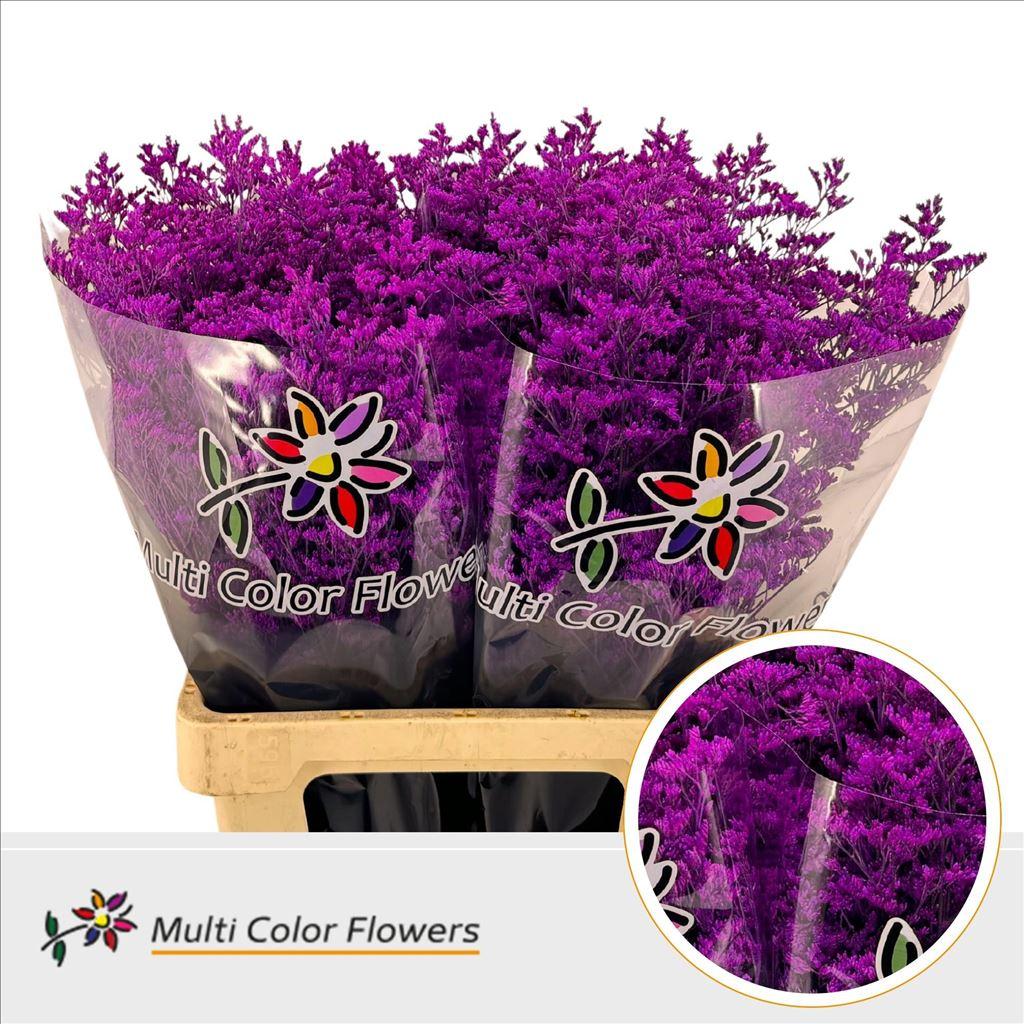 Срезанные цветы оптом Limonium paint erica A от 50шт из Голландии с доставкой по России