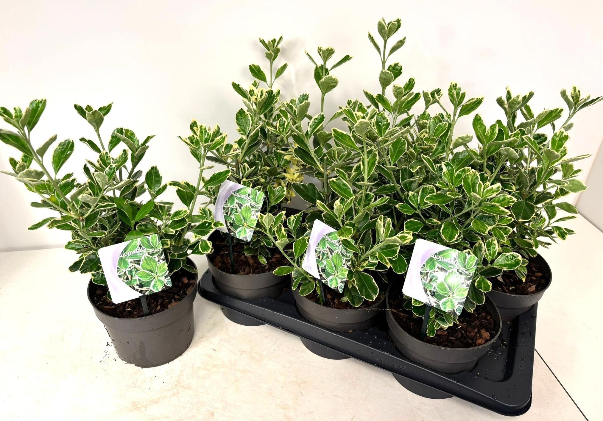 Горшечные цветы и растения оптом Euonymus Ja Si Simon от 6шт из Голландии с доставкой по России