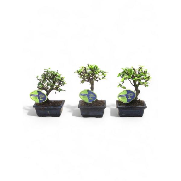 Горшечные цветы и растения оптом Bonsai Carmona Macrophylla, Without Drip от 12шт из Голландии с доставкой по России Горшечные цветы и растения оптом Bonsai Carmona Macrophylla, Without Drip от 12шт из Голландии с доставкой по России