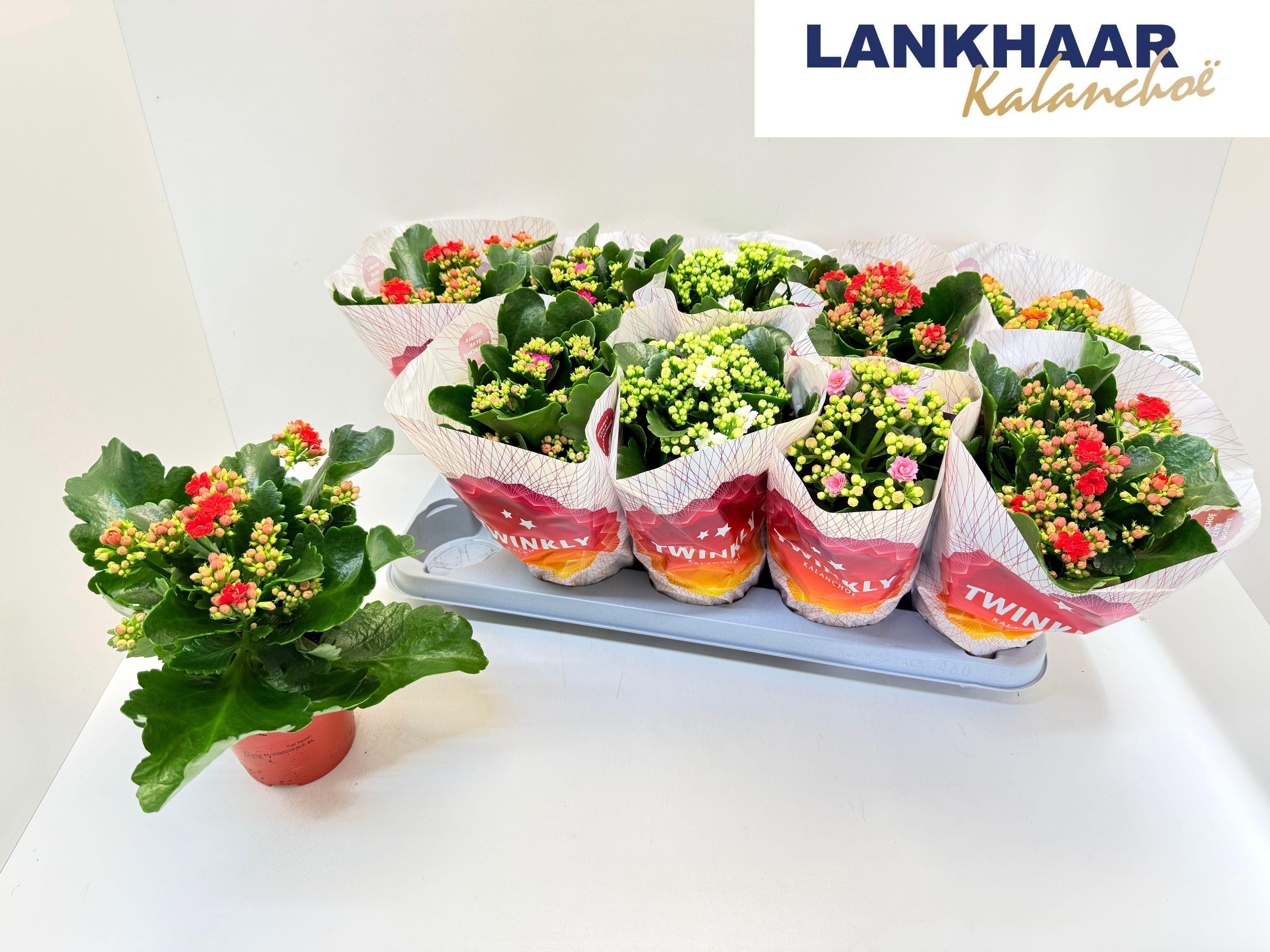 Горшечные цветы и растения оптом Kal Ge Perf Gem 5 Kl от 10шт из Голландии с доставкой по России