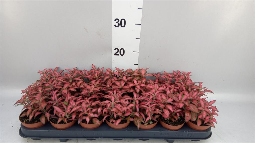 Горшечные цветы и растения оптом Fittonia Forest Flame от 21шт (для телеги) из Голландии с доставкой по России