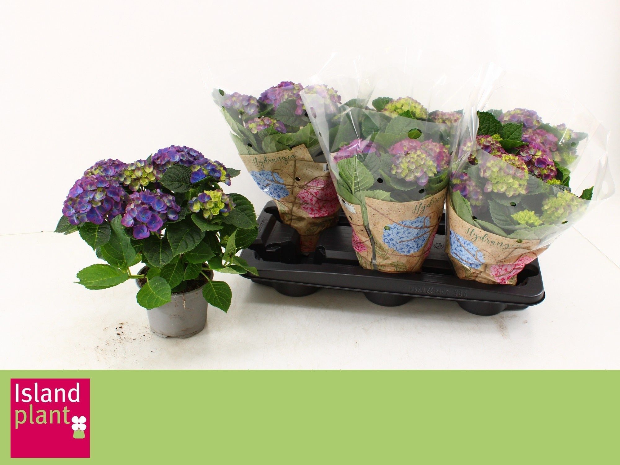 Горшечные цветы и растения оптом Hydr M Ningbo от 6шт из Голландии с доставкой по России