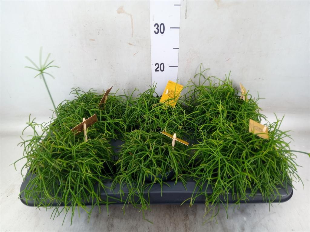 Горшечные цветы и растения оптом Rhipsalis   ... от 6шт из Голландии с доставкой по России