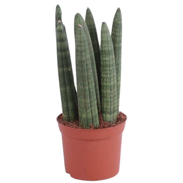 Горшечные цветы и растения оптом Sansevieria Cylindrica Straight от 20шт (для телеги) из Голландии с доставкой по России
