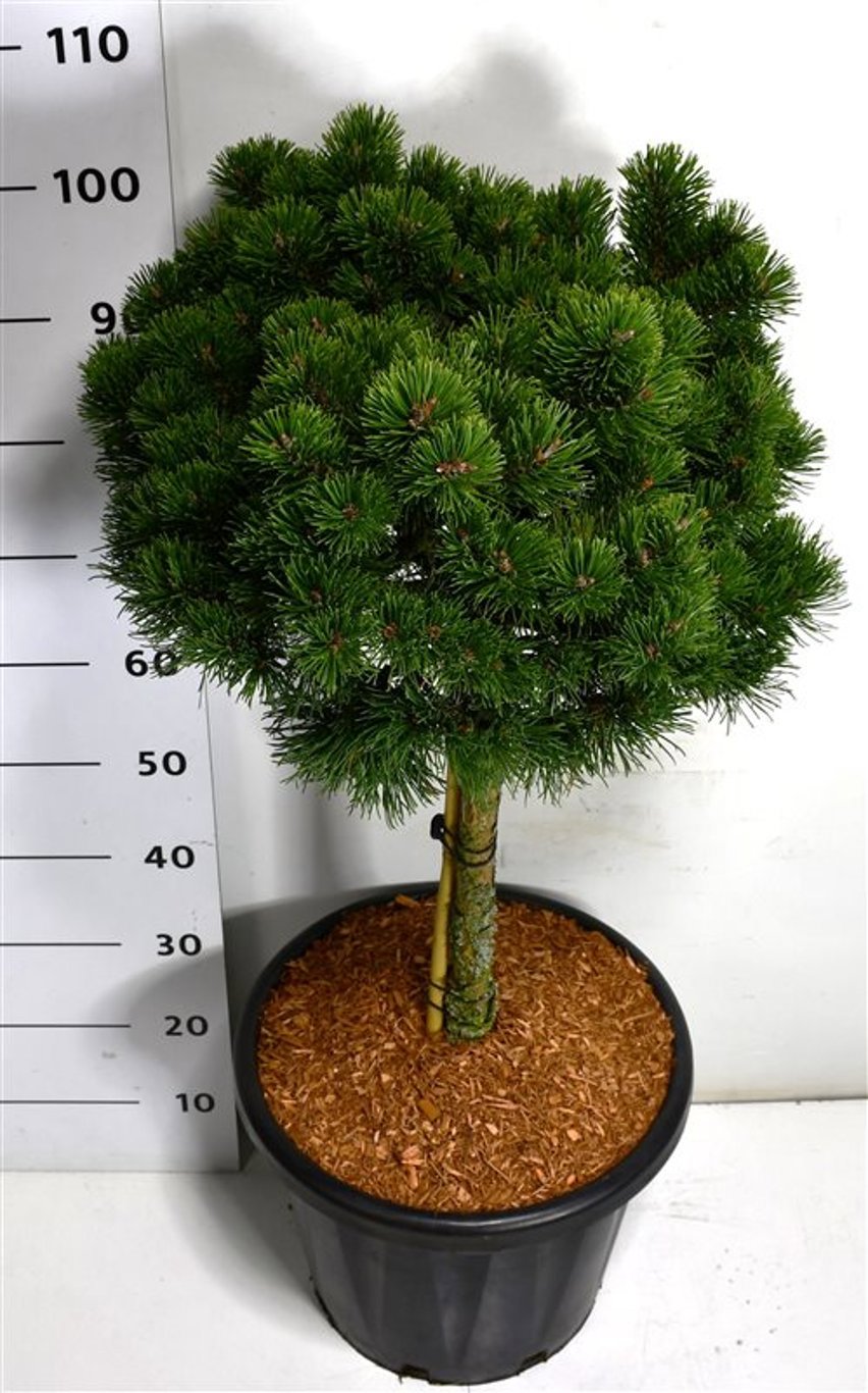 Горшечные цветы и растения оптом Pinus Mugo March On Stem от 1шт из Голландии с доставкой по России