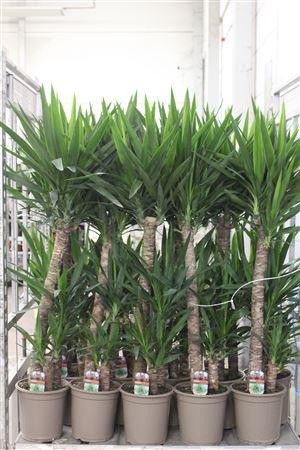 Горшечные цветы и растения оптом Yucca 90-45-20 Cm от 1шт из Голландии с доставкой по России