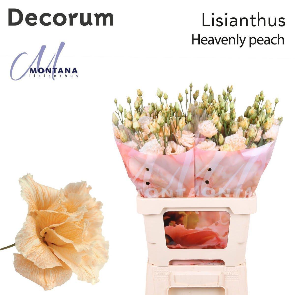 Срезанные цветы оптом Lisianthus do paint heavenly peach A от 20шт из Голландии с доставкой по России