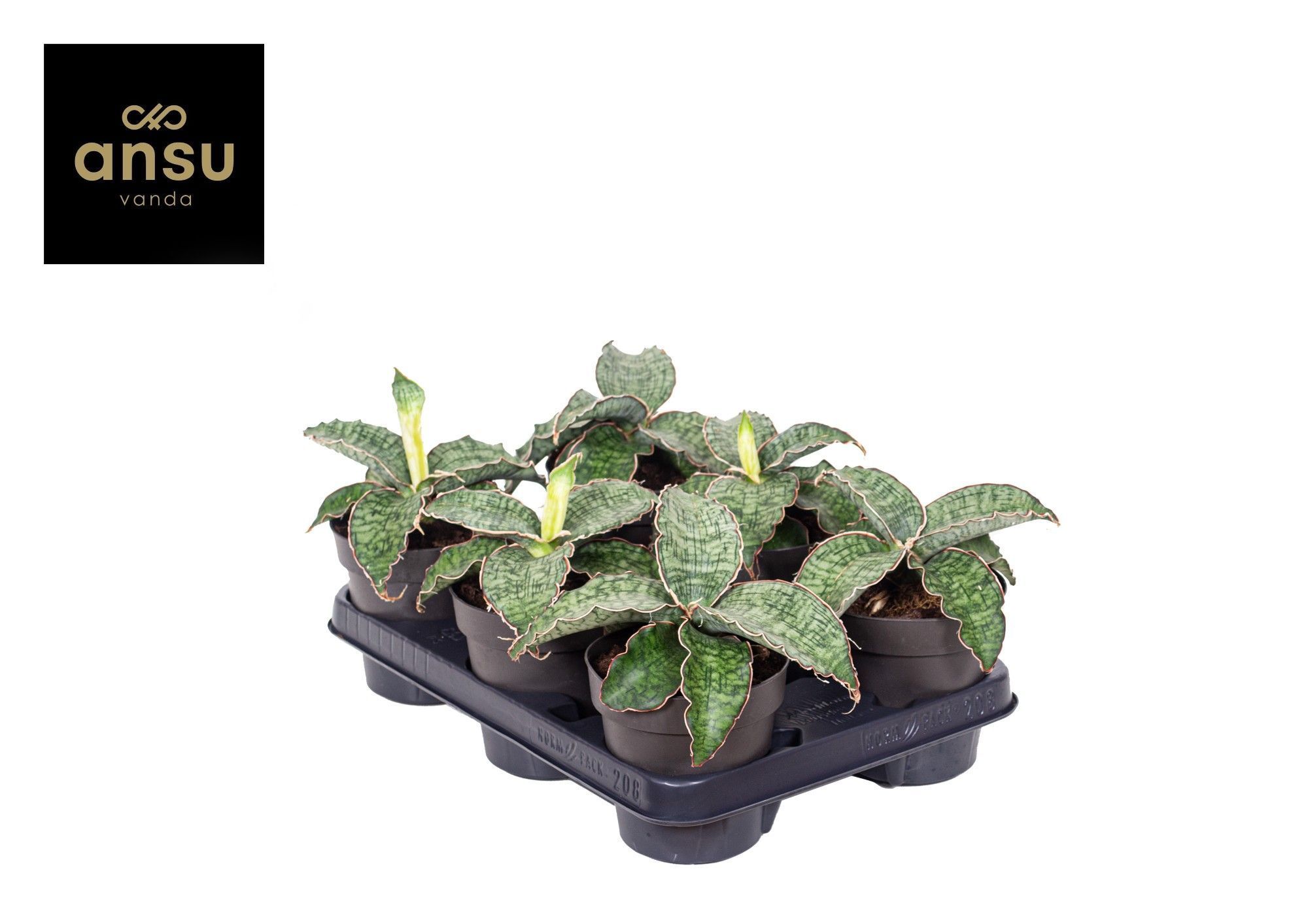 Горшечные цветы и растения оптом Sansevieria Star Green Granite от 6шт из Голландии с доставкой по России