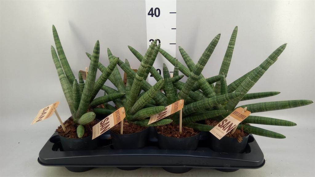 Горшечные цветы и растения оптом Sansevieria Cyl. skyline от 8шт из Голландии с доставкой по России