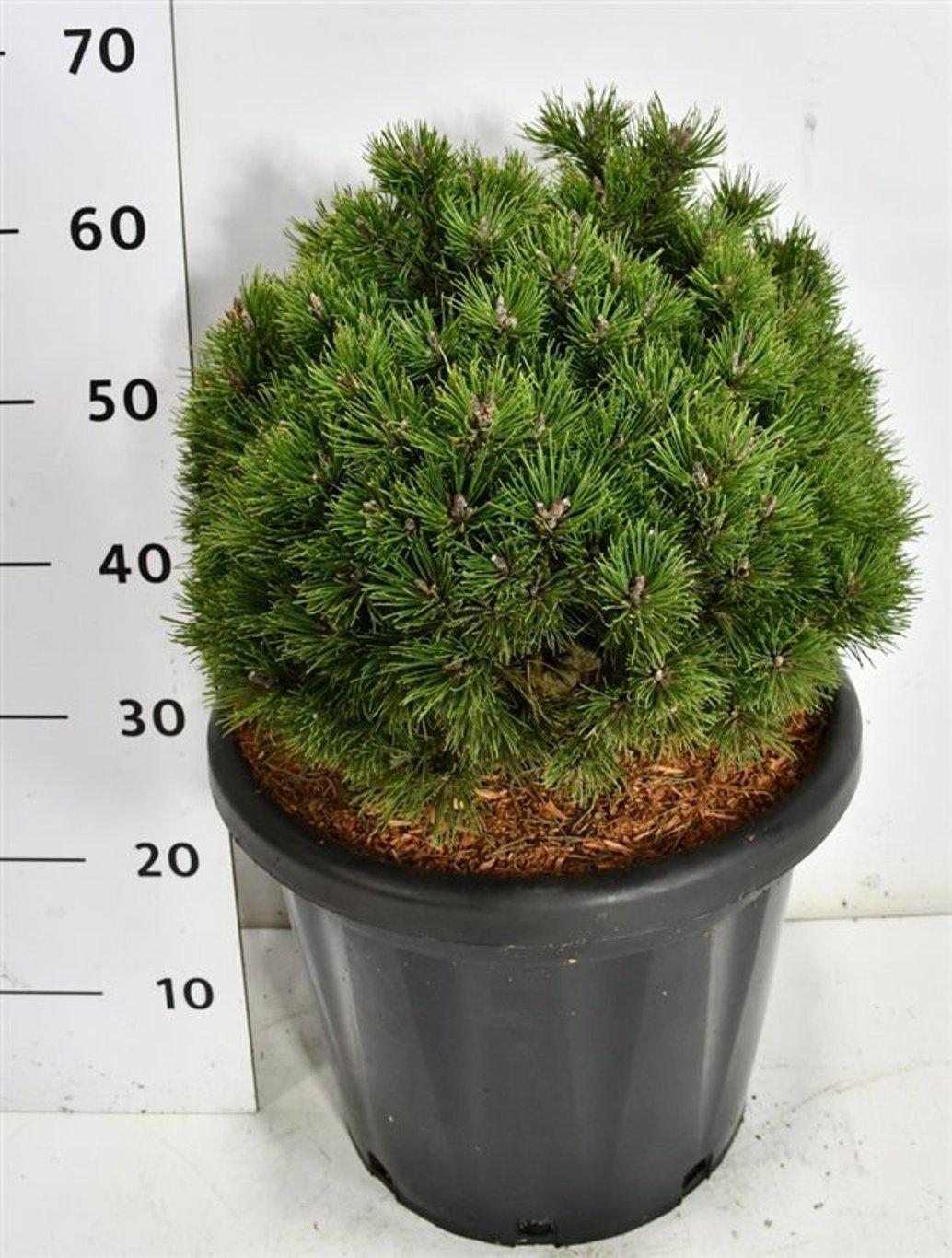 Горшечные цветы и растения оптом Pinus Mugo Heideperle от 1шт из Голландии с доставкой по России