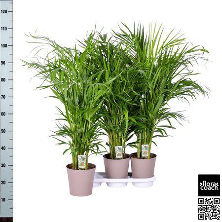 Горшечные цветы и растения оптом Dypsis Lutescens P20cm - H110cm (ar от 3шт из Голландии с доставкой по России