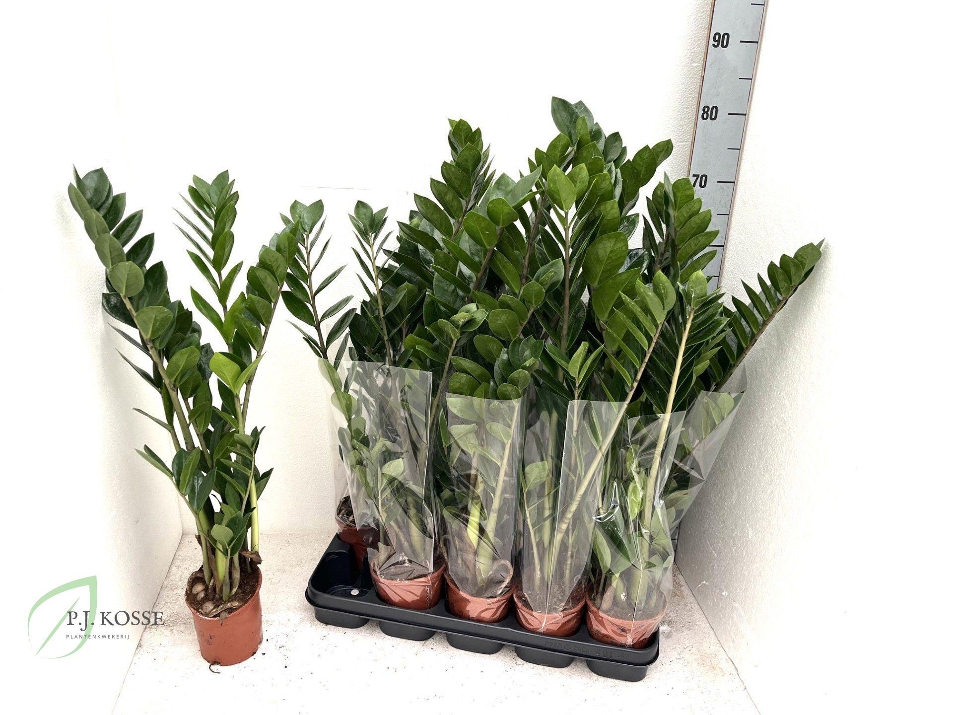 Горшечные цветы и растения оптом Zamio Zamiifolia от 10шт из Голландии с доставкой по России