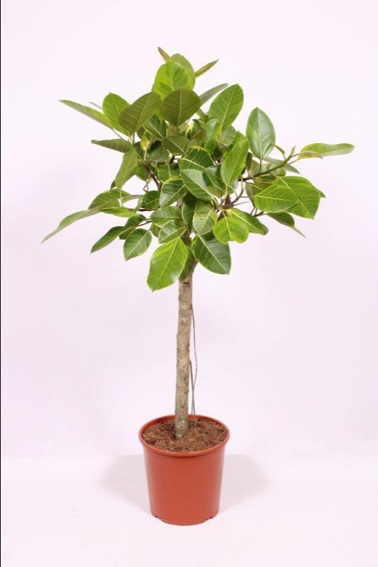 Горшечные цветы и растения оптом Ficus Altissima от 1шт из Голландии с доставкой по России