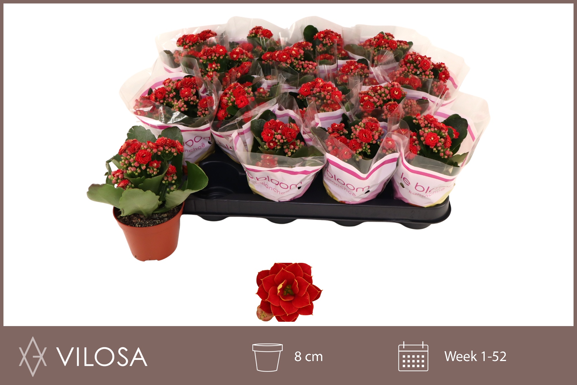 Горшечные цветы и растения оптом Kal Ge Rubio Red от 16шт (для телеги) из Голландии с доставкой по России