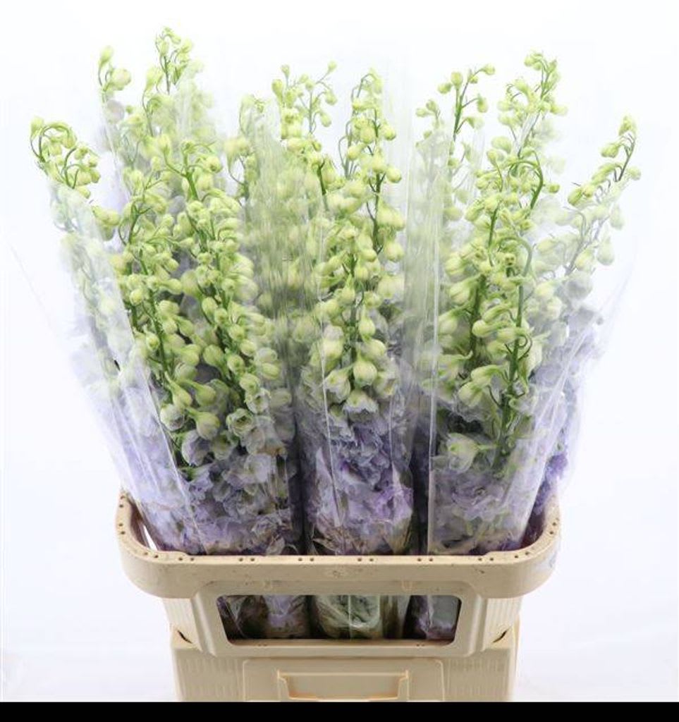 Срезанные цветы оптом Delphinium do dev lavender love от 30шт. из Голландии с доставкой по России