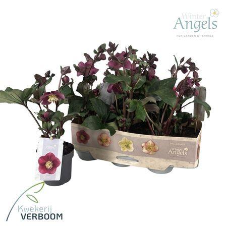 Горшечные цветы и растения оптом Hell Frostkiss Annas Red 7+ от 6шт из Голландии с доставкой по России