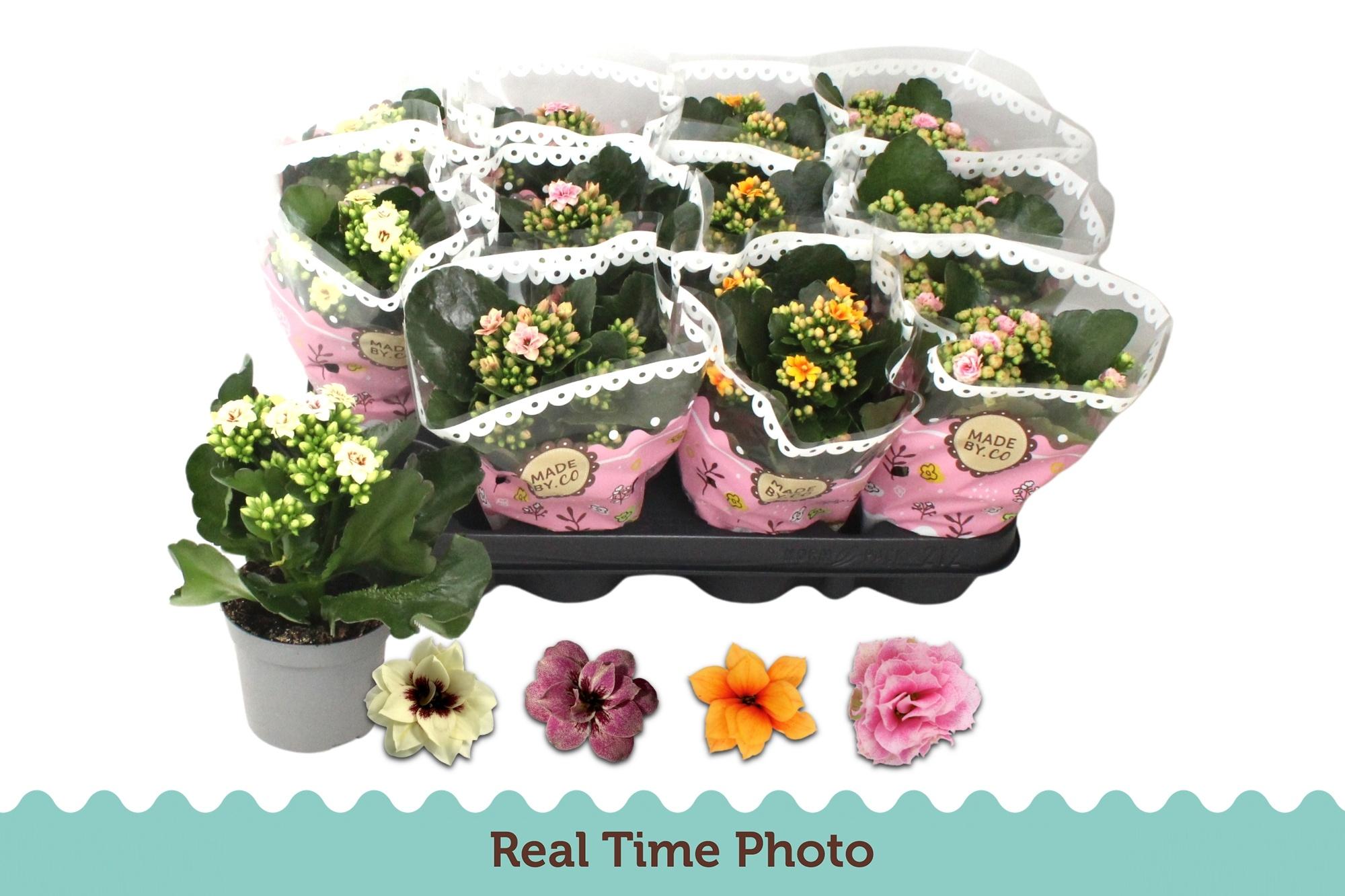 Горшечные цветы и растения оптом Kalanchoe Double Mix Bicolour от 12шт (для телеги) из Голландии с доставкой по России