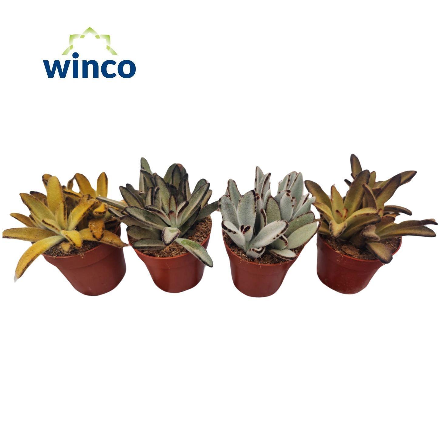 Горшечные цветы и растения оптом Kalanchoe Tomentosa от 18шт (для телеги) из Голландии с доставкой по России