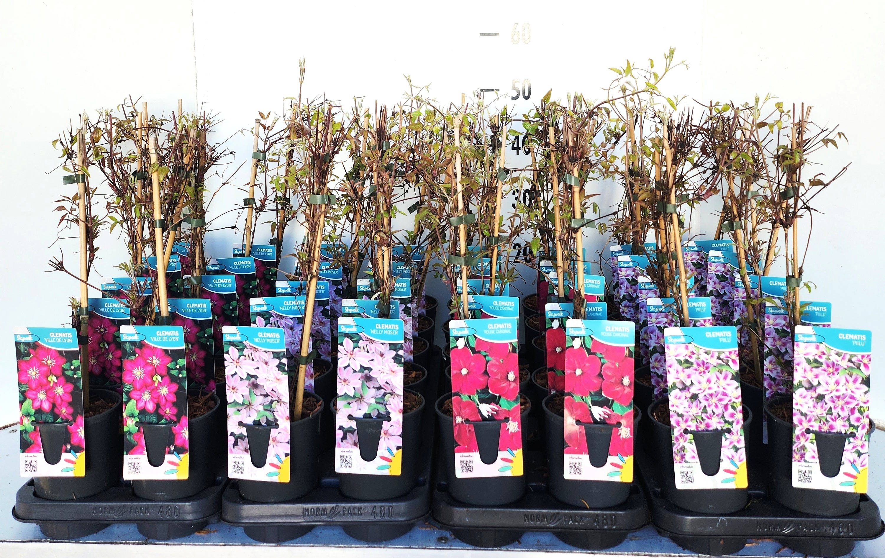 Горшечные цветы и растения оптом Clem Ov от 10шт из Голландии с доставкой по России