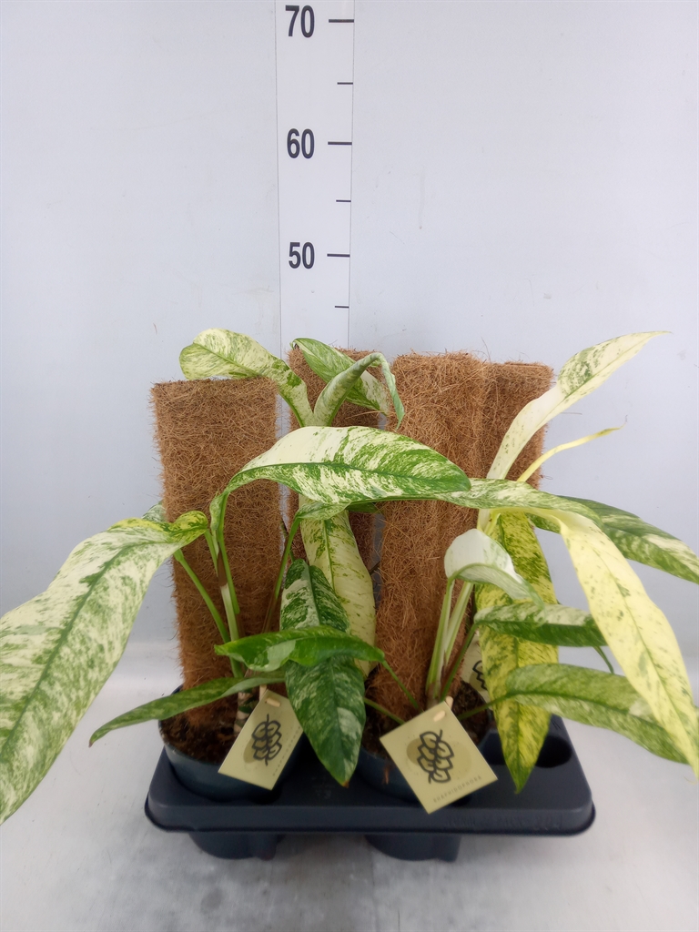 Горшечные цветы и растения оптом Planten   ...green L% от 4шт из Голландии с доставкой по России