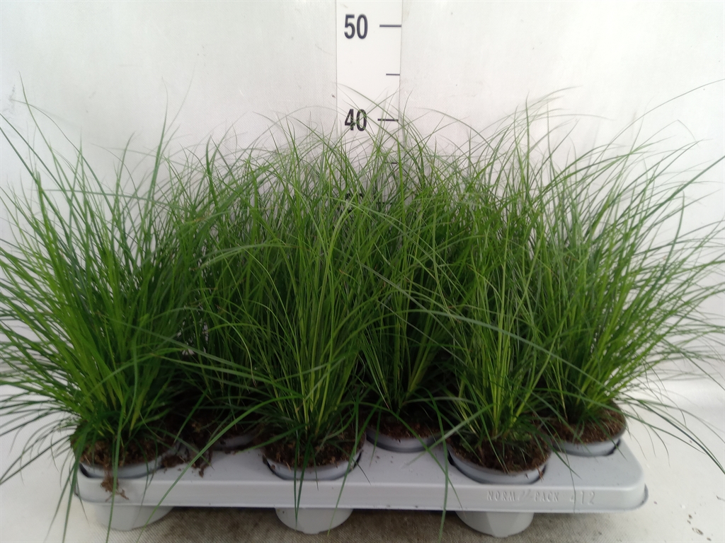 Горшечные цветы и растения оптом Carex Brunnea от 12шт из Голландии с доставкой по России