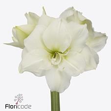 Срезанные цветы оптом Hippeastrum wimbledon от 8шт из Голландии с доставкой по России