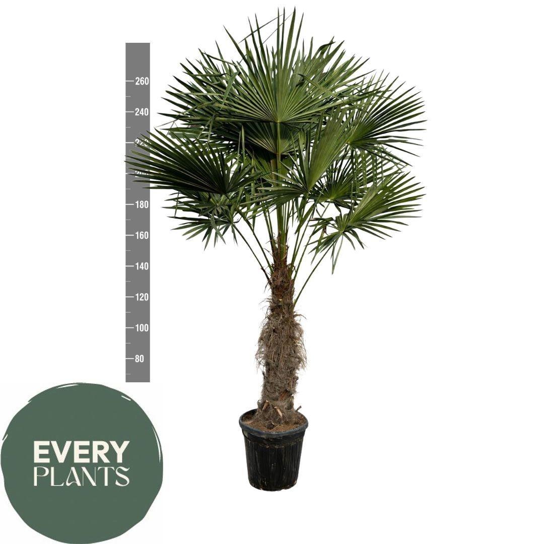 Горшечные цветы и растения оптом Trachyc Fortunei от 1шт из Голландии с доставкой по России