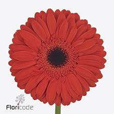 Срезанные цветы оптом Gerbera lady red от 50шт из Голландии с доставкой по России