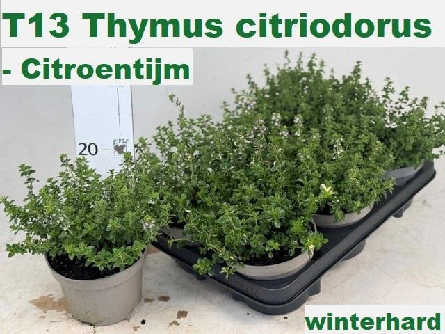 Горшечные цветы и растения оптом Thym Citriodorus от 6шт из Голландии с доставкой по России