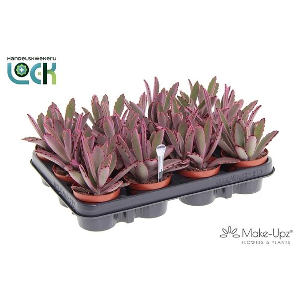 Горшечные цветы и растения оптом Kalanchoe Tomentosa Make Upz  Pink от 12шт (для телеги) из Голландии с доставкой по России