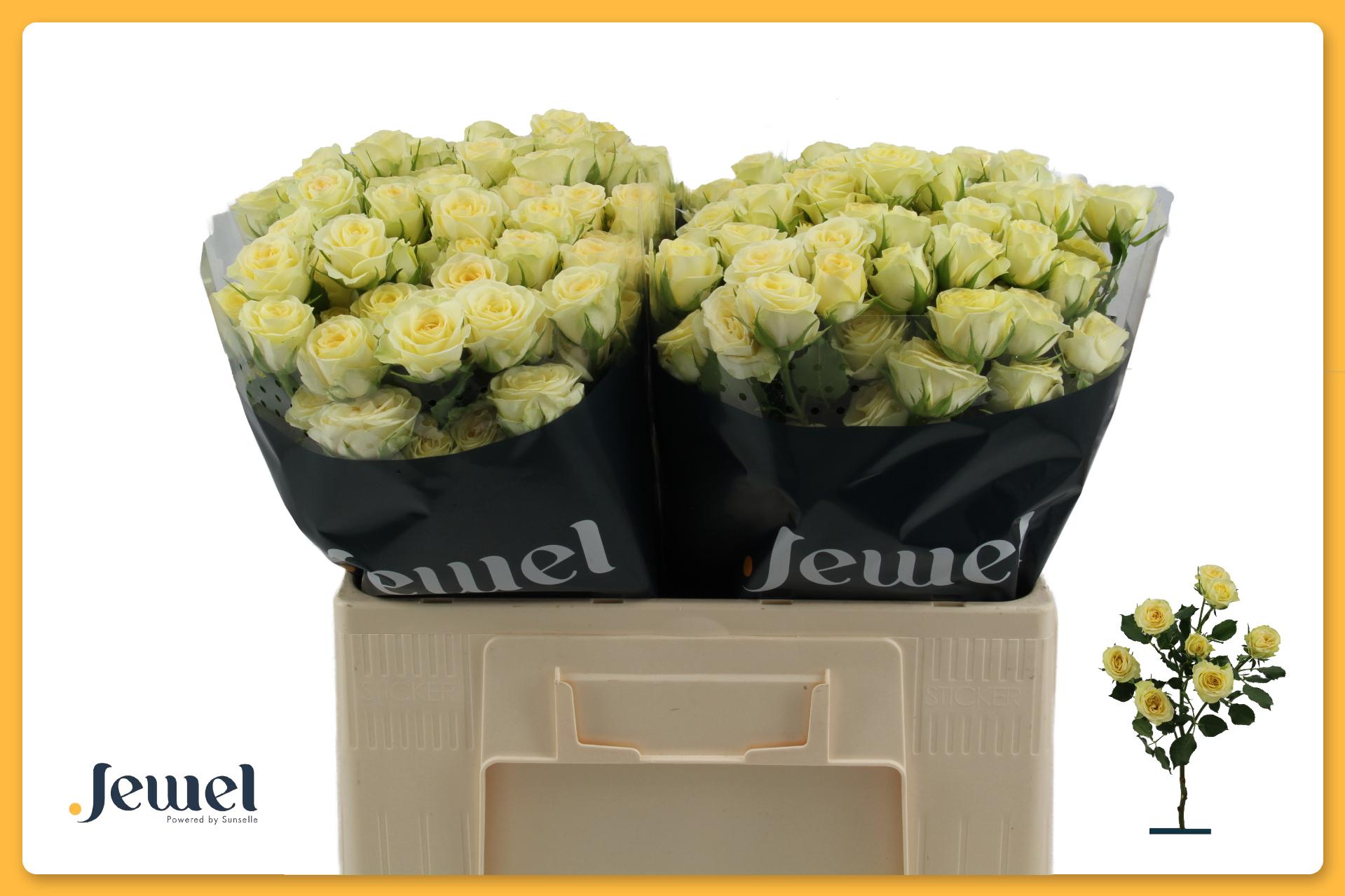 Срезанные цветы оптом Rosa spray wedding invite от 40шт из Голландии с доставкой по России