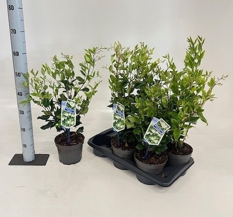 Горшечные цветы и растения оптом Ligus Japonicum от 6шт из Голландии с доставкой по России