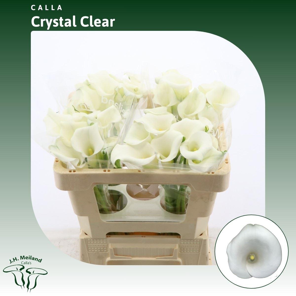 Срезанные цветы оптом Zantedeschia crystal clear от 40шт из Голландии с доставкой по России