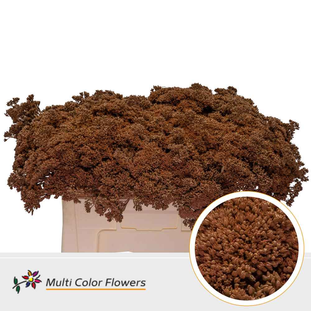 Срезанные цветы оптом Sedum paint brown от 50шт из Голландии с доставкой по России