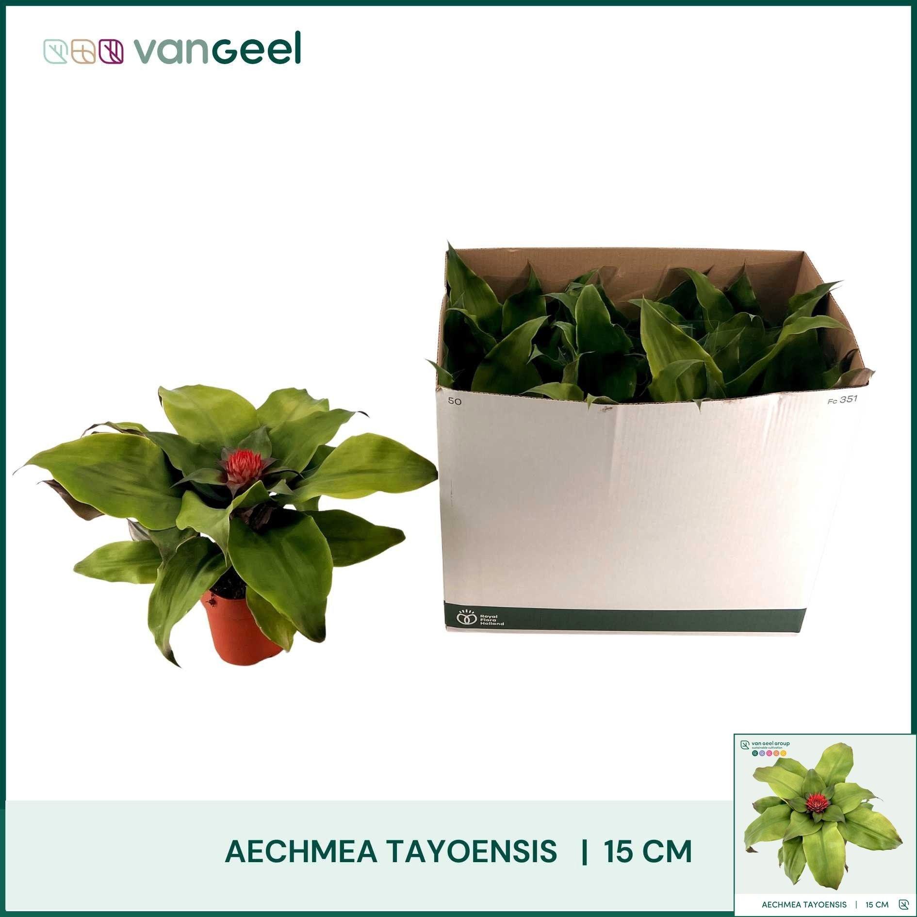 Горшечные цветы и растения оптом Aech Tayoensis от 6шт из Голландии с доставкой по России