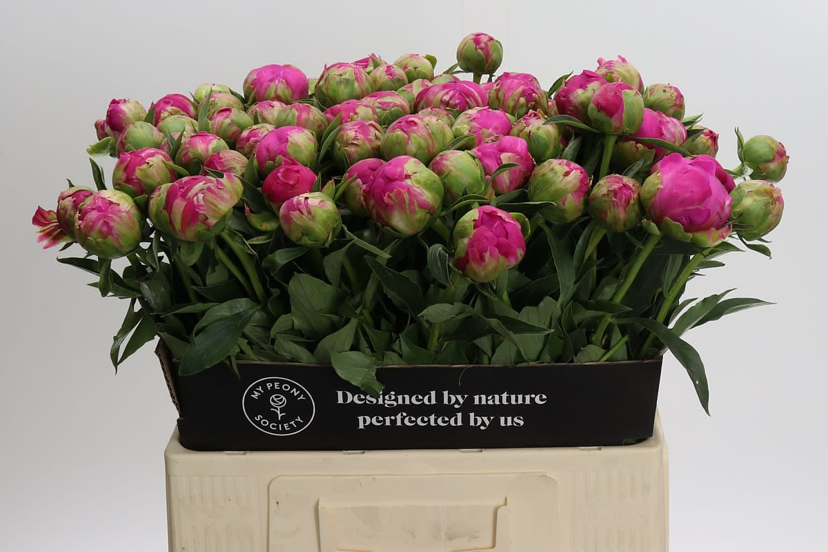 Срезанные цветы оптом Paeonia felix crousse от 80шт из Голландии с доставкой по России