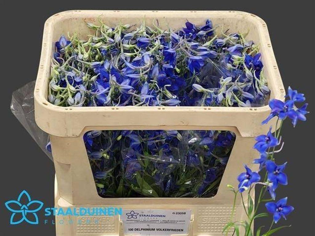 Срезанные цветы оптом Delphinium si bel volkerfrieden от 100шт из Голландии с доставкой по России