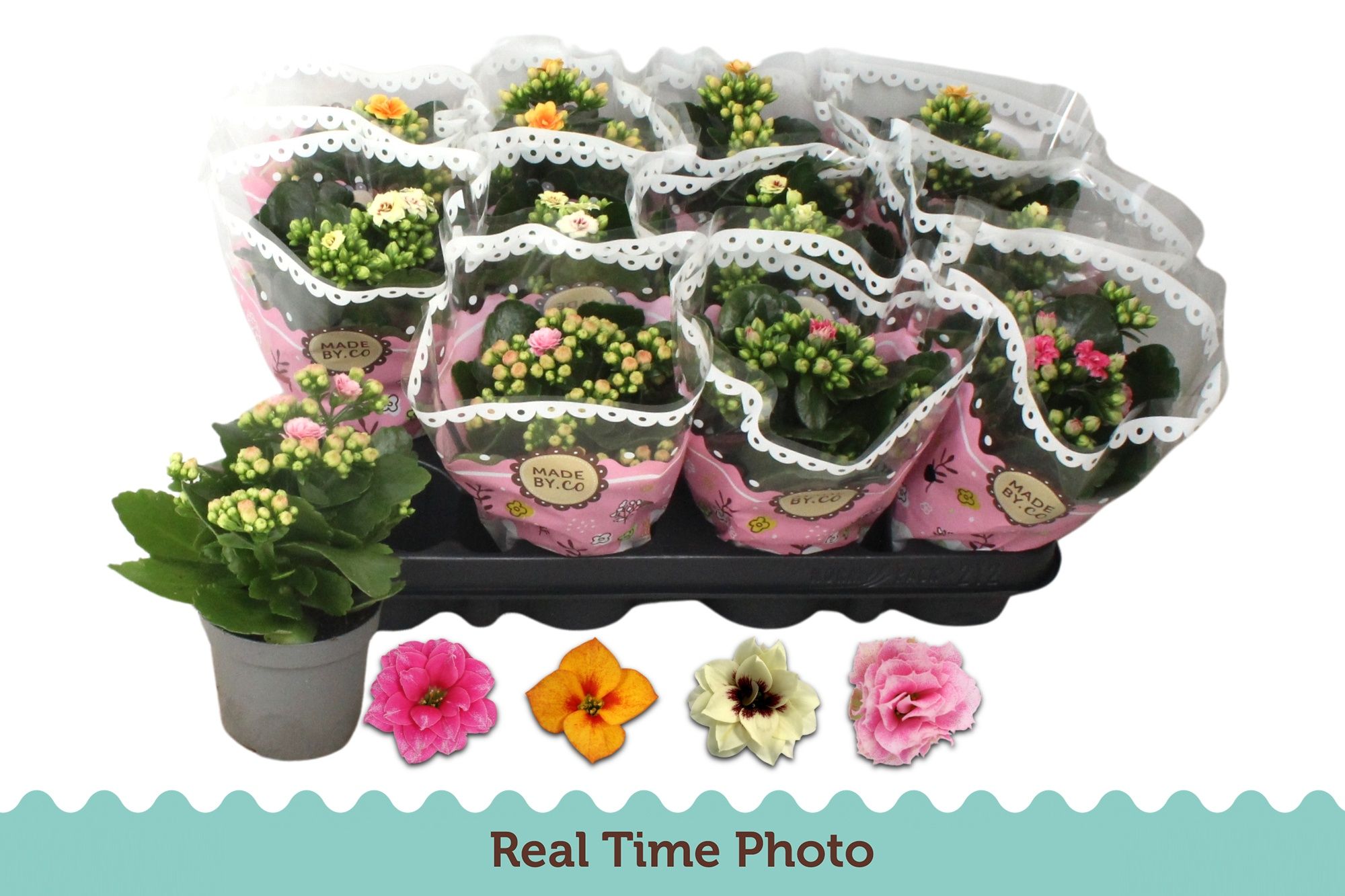 Горшечные цветы и растения оптом Kal Ge Gem Tweekl Bl от 12шт (для телеги) из Голландии с доставкой по России