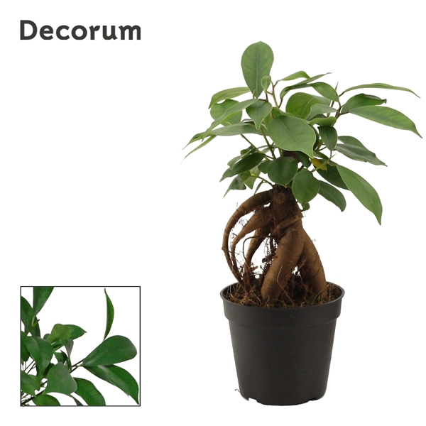 Горшечные цветы и растения оптом Ficus Ginseng Retusa (decorum) от 21шт из Голландии с доставкой по России