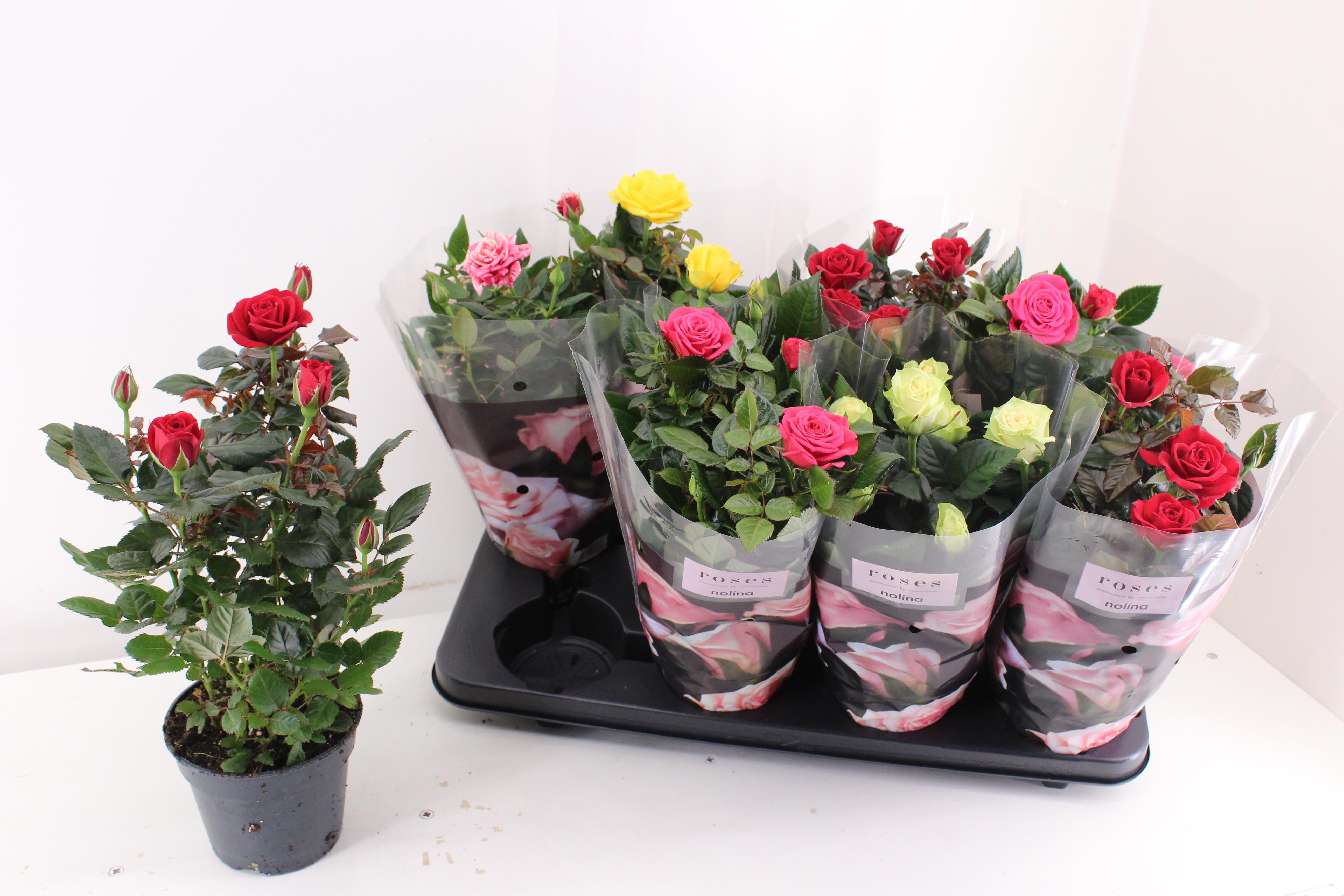 Горшечные цветы и растения оптом Ro Pathit Gem 5 Srt от 8шт из Голландии с доставкой по России