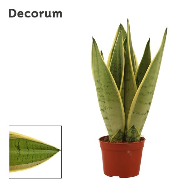 Горшечные цветы и растения оптом Sansevieria White Snow (decorum) от 18шт из Голландии с доставкой по России