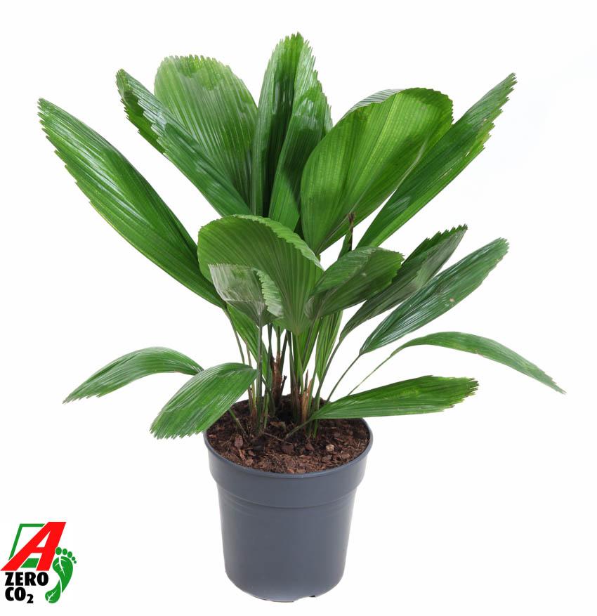 Горшечные цветы и растения оптом Licuala Grandis от 1шт из Голландии с доставкой по России